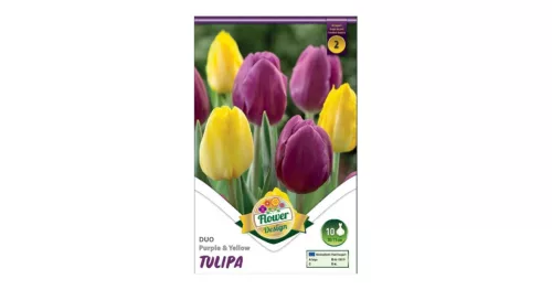 Tulipán Duó lila-sárga 10 db Tulipa Duo Purple-Yellow