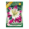 Liliom ázsiai hibrid 1 db Lilium asiatic pink-white