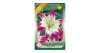 Liliom ázsiai hibrid 1 db Lilium asiatic pink-white