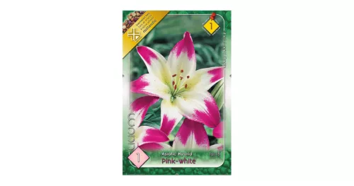 Liliom ázsiai hibrid 1 db Lilium asiatic pink-white