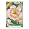 Nárcisz Pink Wonder 5 db Narcissus Split Corona Pink Wonder