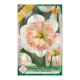 Nárcisz Pink Wonder 5 db Narcissus Split Corona Pink Wonder