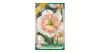 Nárcisz Pink Wonder 5 db Narcissus Split Corona Pink Wonder
