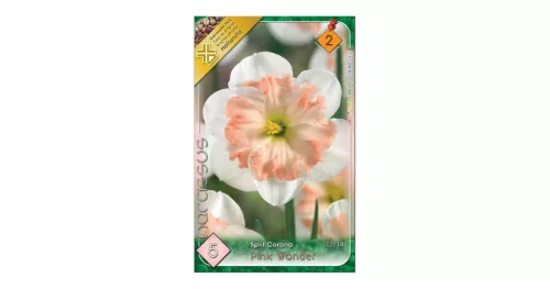 Nárcisz Pink Wonder 5 db Narcissus Split Corona Pink Wonder