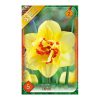 Nárcisz Tahiti 5 db Narcissus Tahiti