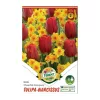 Tulipán-Nárcisz duo 6 db Tulipa-Narcissus Cheerful Company duo