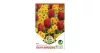 Tulipán-Nárcisz duo 6 db Tulipa-Narcissus Cheerful Company duo