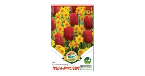 Tulipán-Nárcisz duo 6 db Tulipa-Narcissus Cheerful Company duo