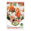 Tulipán Nárcisz duo 6 db Tulipa-Narcissus Orange Dreams duo