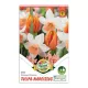 Tulipán Nárcisz duo 6 db Tulipa-Narcissus Orange Dreams duo