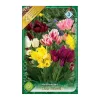 Club csokros tulipán színkeverék 6 db Tulipa Club mixed