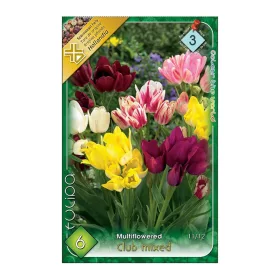 Club csokros tulipán színkeverék 6 db Tulipa Club mixed