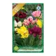 Club csokros tulipán színkeverék 6 db Tulipa Club mixed