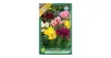 Club csokros tulipán színkeverék 6 db Tulipa Club mixed