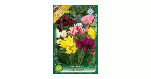 Club csokros tulipán színkeverék 6 db Tulipa Club mixed