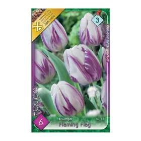Egyszerű virágú korai tulipán 6 db Tulipa Flaming Flag