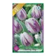 Egyszerű virágú korai tulipán 6 db Tulipa Flaming Flag