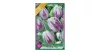 Egyszerű virágú korai tulipán 6 db Tulipa Flaming Flag