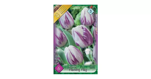 Egyszerű virágú korai tulipán 6 db Tulipa Flaming Flag