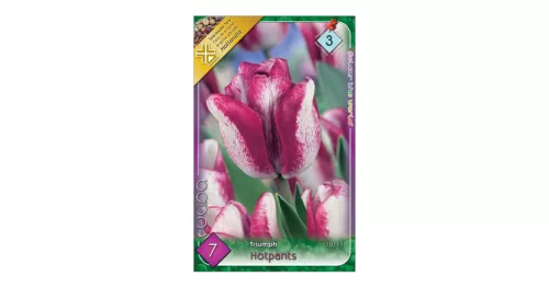 Triumph tulipán 7 db Tulipa Hotpants