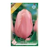 Egyszerű virágú késői tulipán 7 db Tulipa Menton