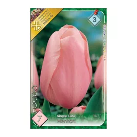 Egyszerű virágú késői tulipán 7 db Tulipa Menton