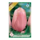 Egyszerű virágú késői tulipán 7 db Tulipa Menton