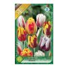 Rembrandt tulipán színkeverék 7 db Tulipa Rembrandt mix