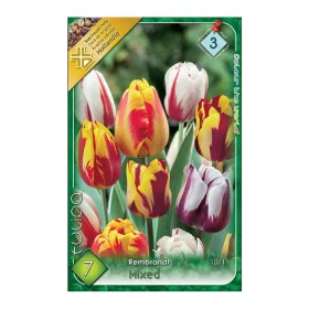 Rembrandt tulipán színkeverék 7 db Tulipa Rembrandt mix