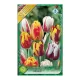 Rembrandt tulipán színkeverék 7 db Tulipa Rembrandt mix