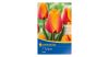 Tulipán Cash Darwin-hibrid virághagyma