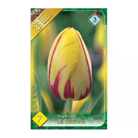 Egyszerű virágú késői tulipán 7 db Tulipa la Courtine