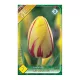 Egyszerű virágú késői tulipán 7 db Tulipa la Courtine