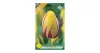 Egyszerű virágú késői tulipán 7 db Tulipa la Courtine
