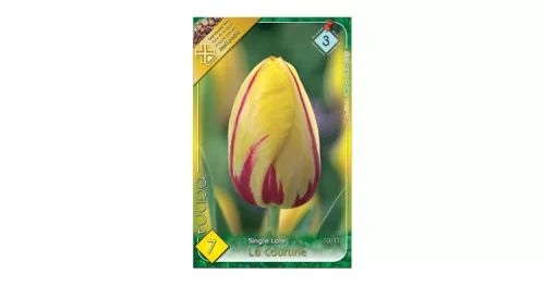Egyszerű virágú késői tulipán 7 db Tulipa la Courtine