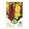 Kardvirág - Gladiolus Chocolate-Lemon Drops duo