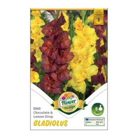 Kardvirág - Gladiolus Chocolate-Lemon Drops duo
