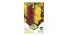Kardvirág - Gladiolus Chocolate-Lemon Drops duo
