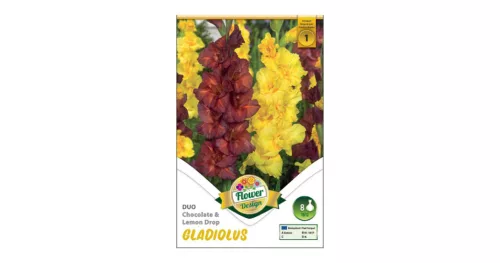 Kardvirág - Gladiolus Chocolate-Lemon Drops duo