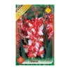 Kardvirág - Gladiolus Koi Pursuit