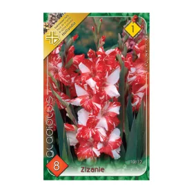 Kardvirág - Gladiolus Koi Pursuit