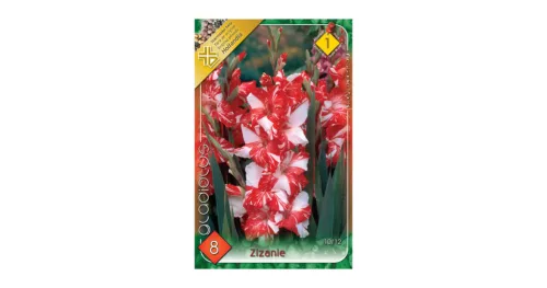 Kardvirág - Gladiolus Koi Pursuit