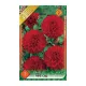 Dália - Dahlia Ball Red Cap