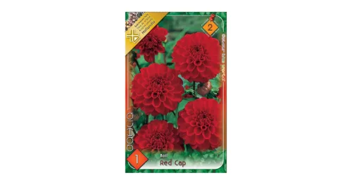 Dália - Dahlia Ball Red Cap