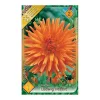 Dália - Dahlia Cactus Ludwig Helfert