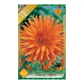 Dália - Dahlia Cactus Ludwig Helfert