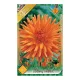 Dália - Dahlia Cactus Ludwig Helfert