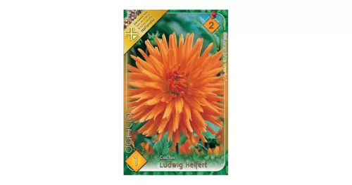 Dália - Dahlia Cactus Ludwig Helfert