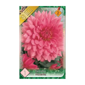 Dália - Dahlia Decorative Rosella