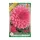 Dália - Dahlia Decorative Rosella
